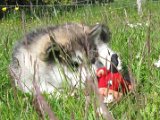 E-Wurf 7 Wochen 041.jpg